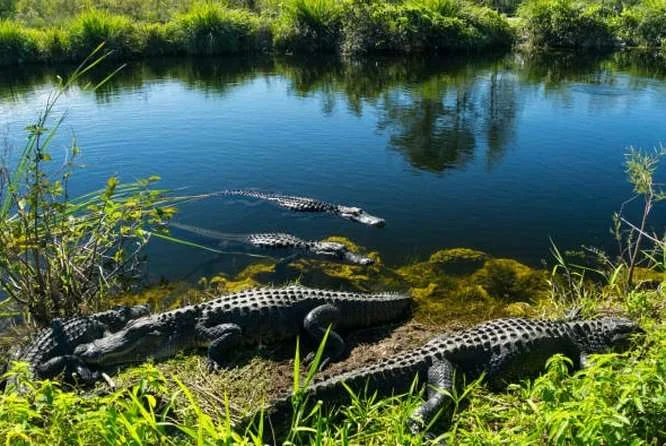 Visite du parc des crocodiles et des anacondas d'Agadir