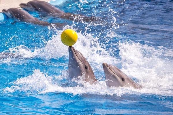 Le monde des dauphins d'Agadir