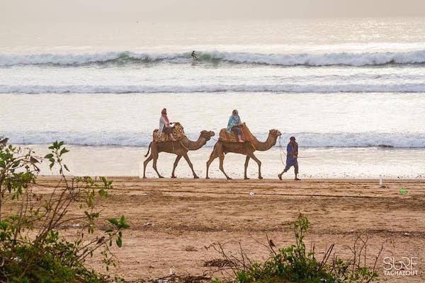 Promenade à dos de chameau à Taghazout